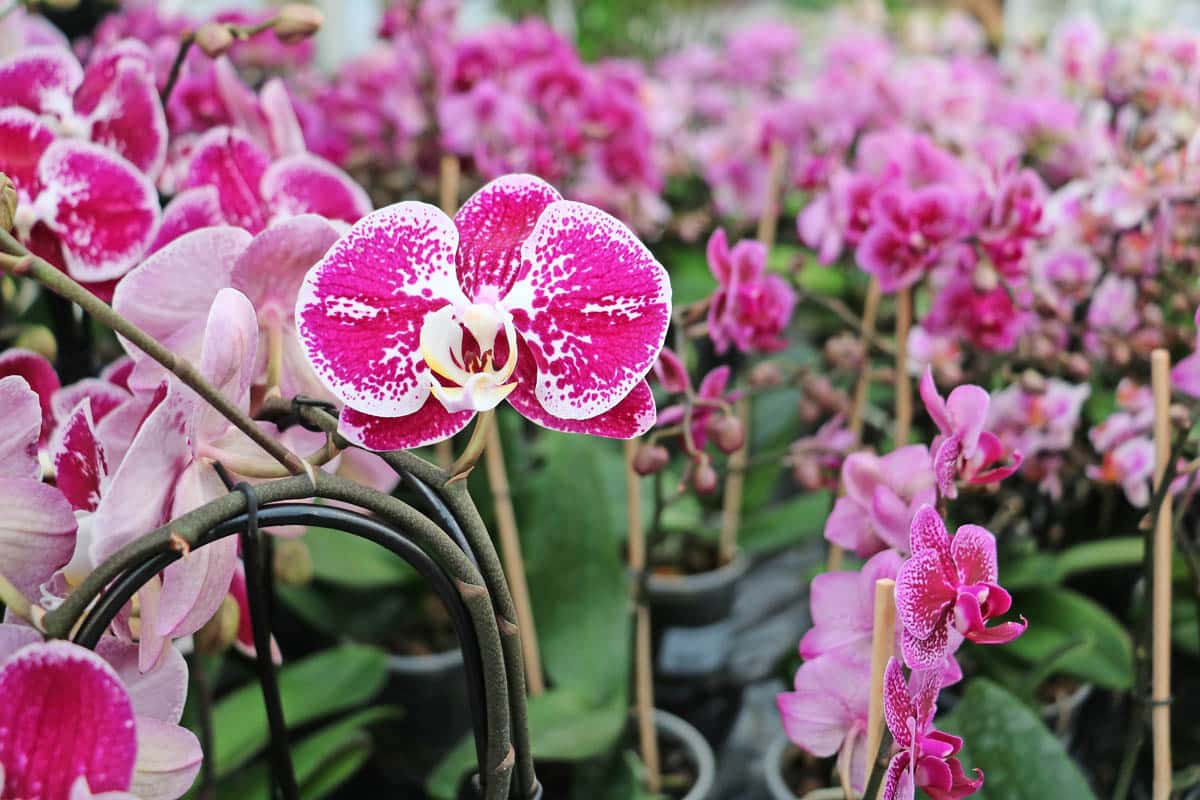 Orchideenschau bei Wyss Gartenhaus | Landanzeiger-Shopping